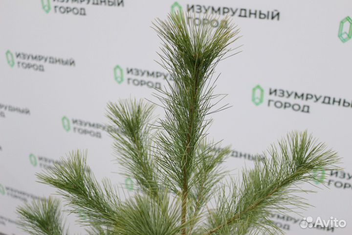 Сосна веймутова (мягкие иголки)