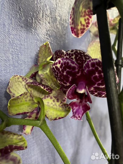 Орхидея фаленопсис Дикий кот