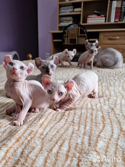 Канадский сфинкс Эльф