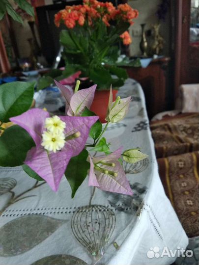 Бугенвелия сиреневая