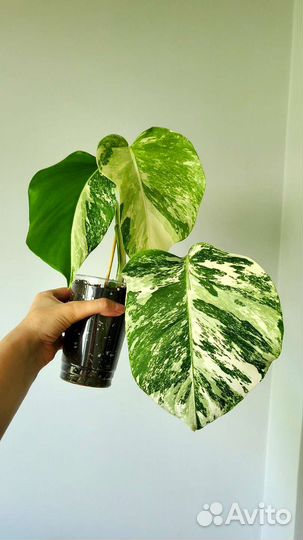 Монстера альба вар