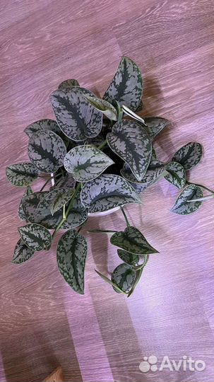 Ароидные. Scindapsus/Сциндапсусы, эпипремнумы