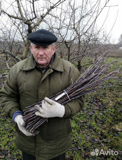 Черенки для прививки из беларуси
