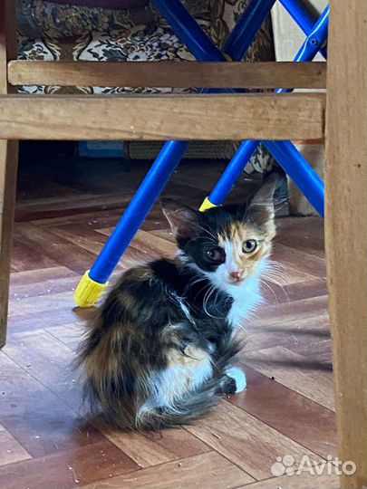 Трехцветная кошка