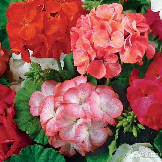 Пеларгония семена