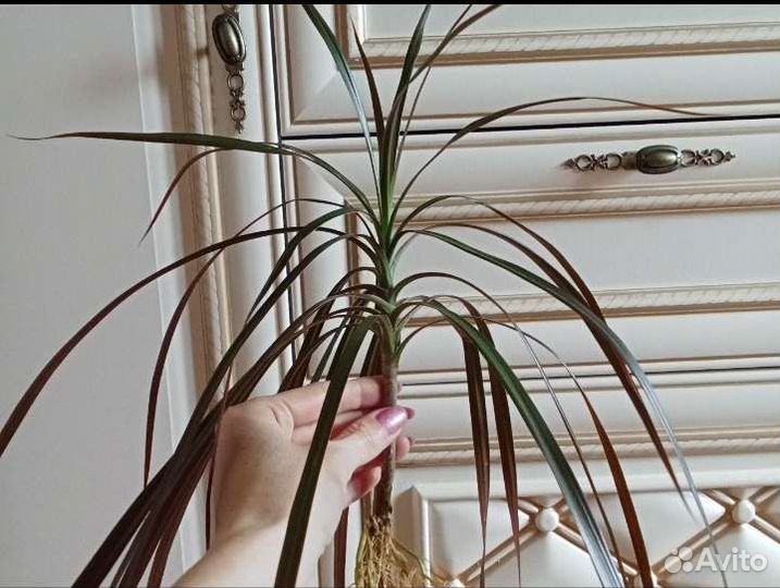 Драцена окаймленная