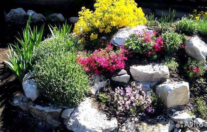 Почвопокровные растения, большой выбор