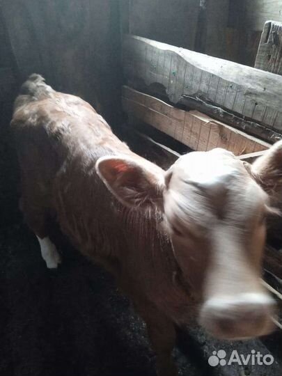 Телята телочки