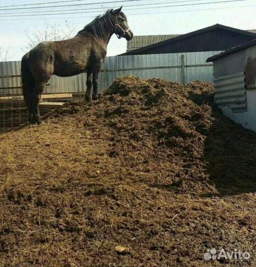 Конский навоз бесплатно