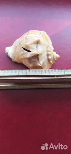 Морские ракушки раковины