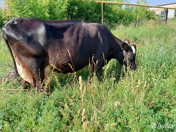 Корова телка