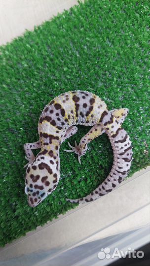 Бородатые агамы, Эублефары