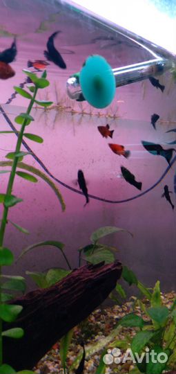 Аквариумные рыбки и растения