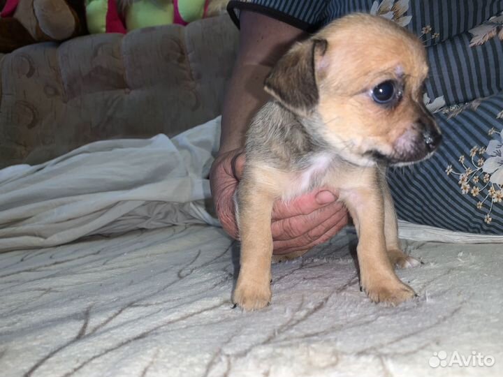 Помесь пекинеса