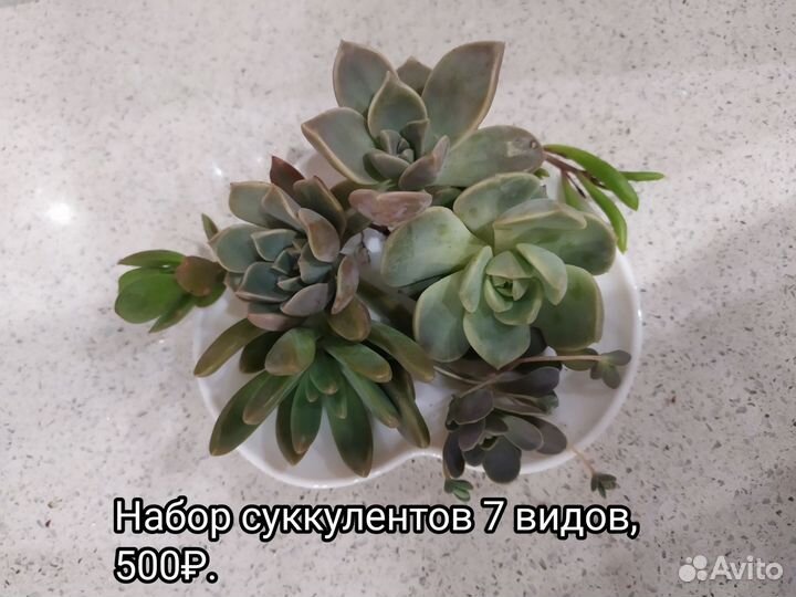 Кактусы и суккуленты, домашние цветы