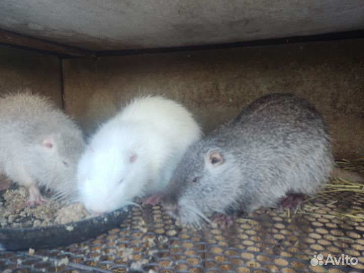 Самцы нутрий на племя