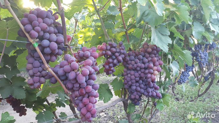 Саженцы винограда