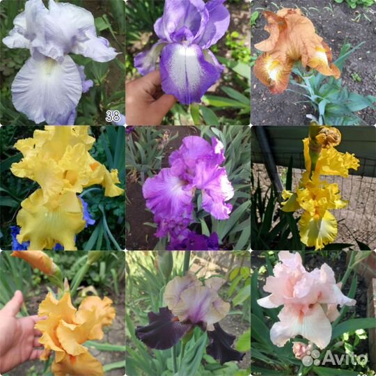 Ирисы, лилейники