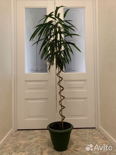 Продам фикус Али