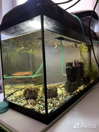 Аквариум 45л со всем необходимым + автокормушка