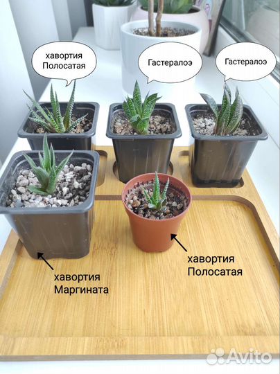 Суккуленты хавортия Маргината,Полосатая,Гастералоэ
