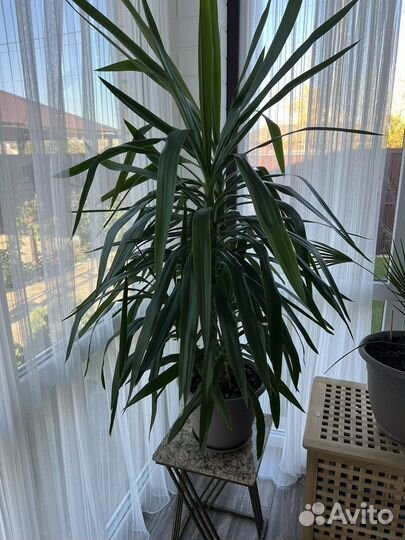 Комнатные цветы юкка