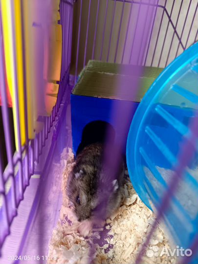 Хомяк с клеткой