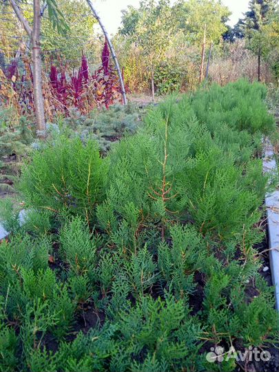 Туя колоновидная