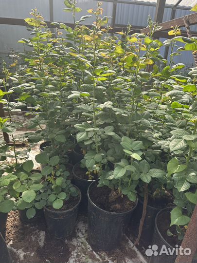 Розы, саженцы роз в горшках