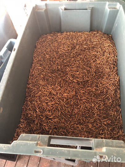 Мучной червь