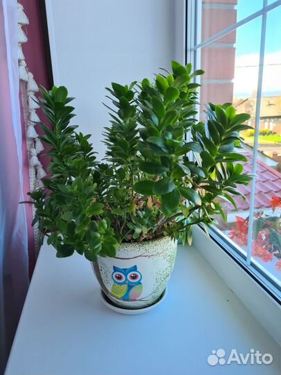 Черенки каланхоэ