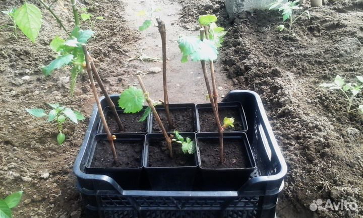 Саженцы винограда Vitis 'Boskoops Glory'