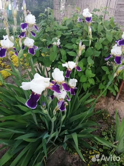Ирисы