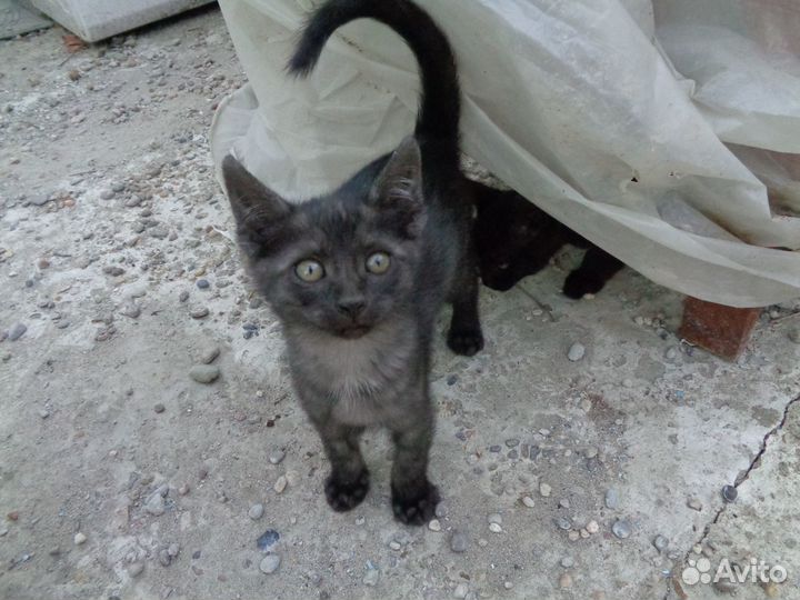 Отдам в добрые руки котенка (мальчика)
