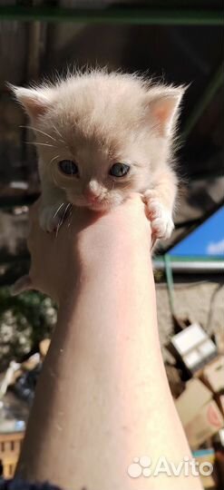 Котенок в дар