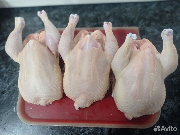 Домашние животные