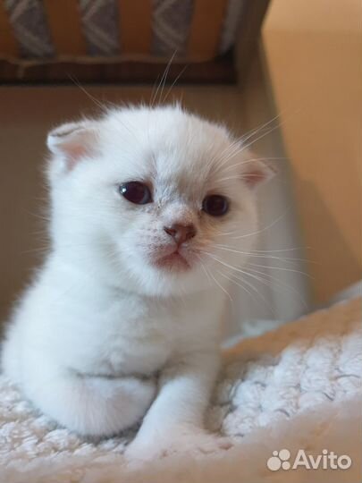 Шотланский вислоухий котенок шотландец