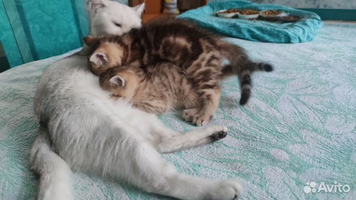 Котята шотландцы мальчики ищут дом