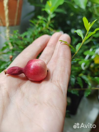 Миртовые растения. Бугенвиллия. Гранат