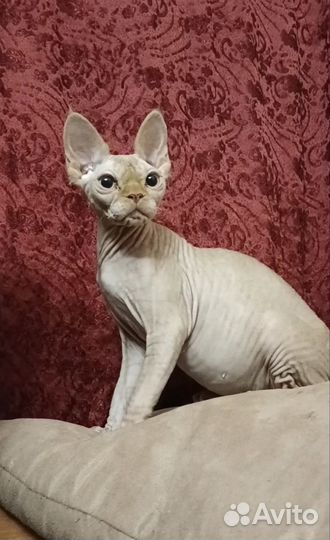 Голый котик Девон рекс