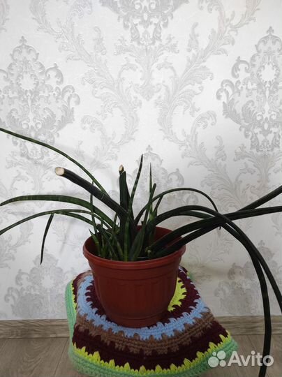 Продажа комнатных цветов