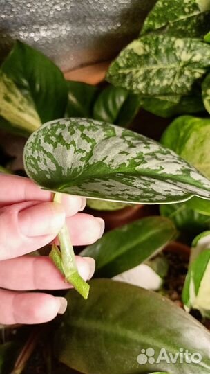 Сциндапсус треби экзотика