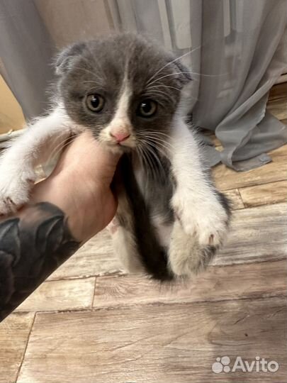 Котята бесплатно
