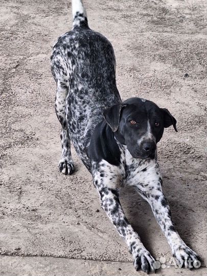 Курцхаар в добрые руки