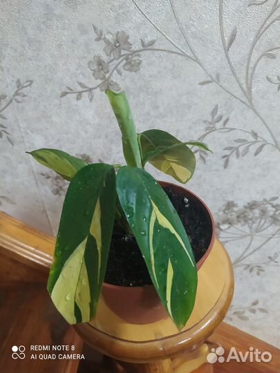 Комнатные цветы