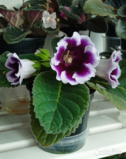 Детки глоксинии