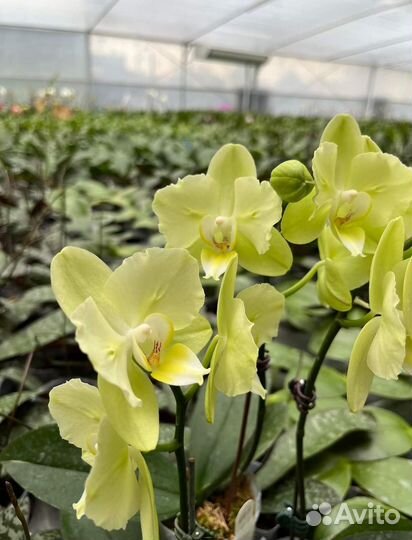 Орхидея подросток Green Apple KES02