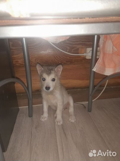 Щенки бесплатно