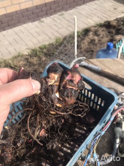 Цветы Канны цветы красные