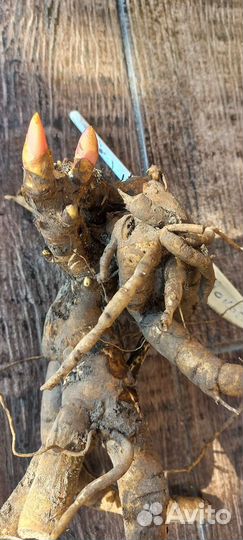 Пион Млокосевича